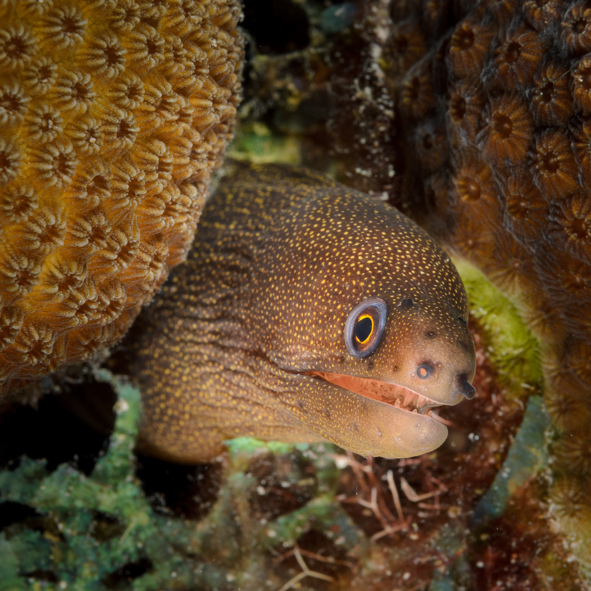 Goldentail Moray Eel, Bonaire